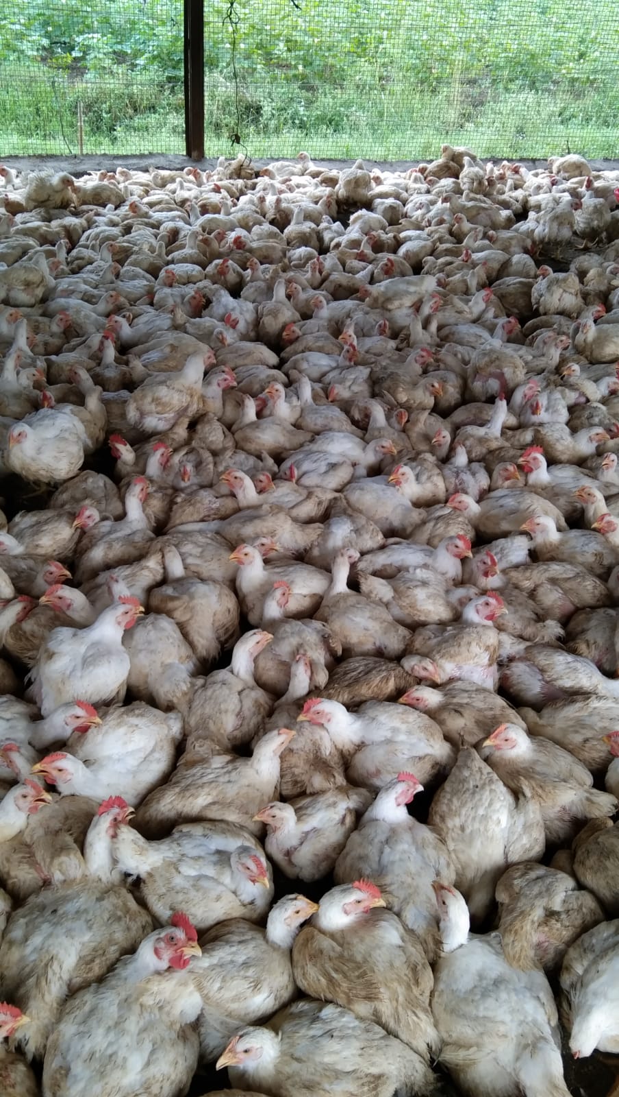 fdgfhgfh